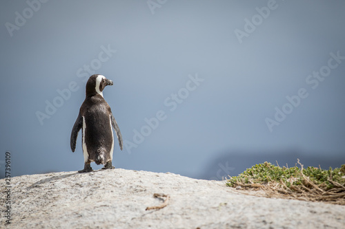 African penguin standing on a rock.