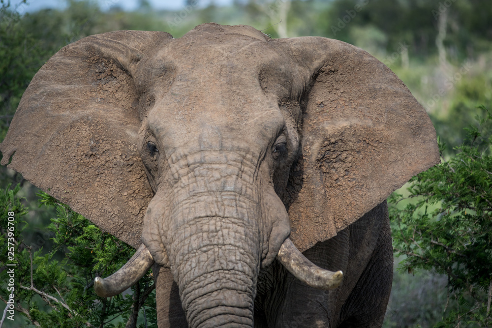 Close up of an African elephant.