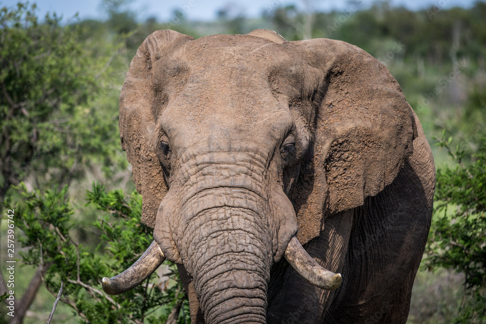 Close up of an African elephant. Close up of an African elephant.