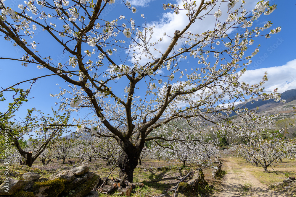 Overview of the Jerte Valley, during the thousands of cherry trees bloom Overview of the Jerte Valley, during the thousands of cherry trees bloom