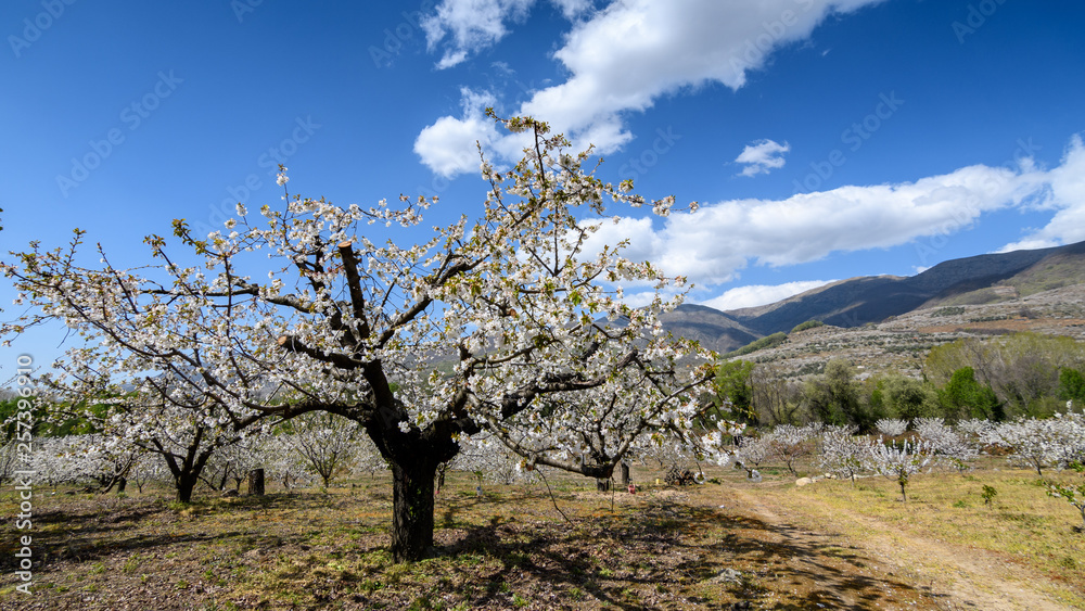 Overview of the Jerte Valley, during the thousands of cherry trees bloom