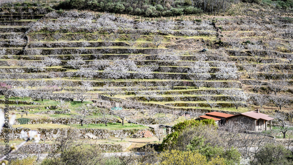 Overview of the Jerte Valley, during the thousands of cherry trees bloom