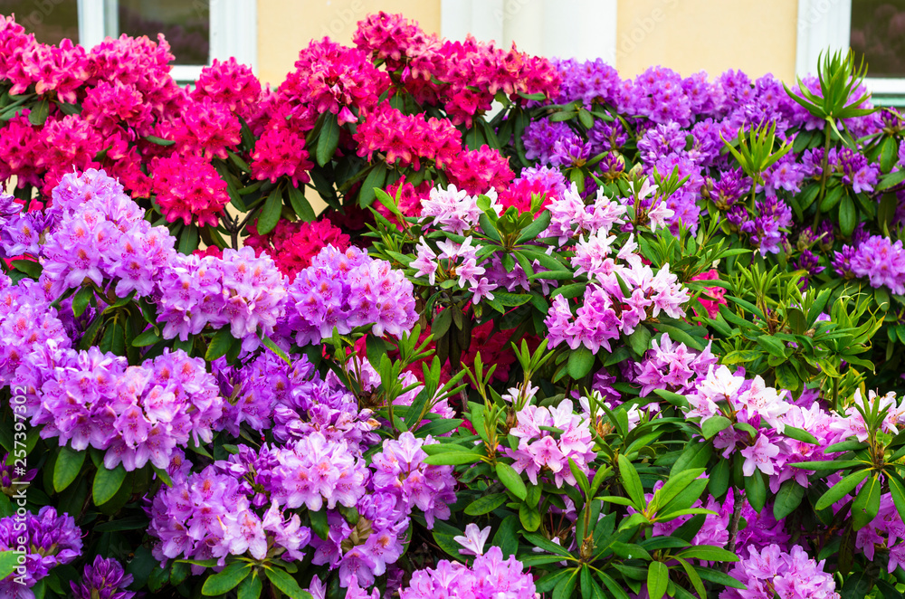 brightly red purple flowers in the park