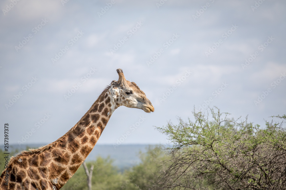 Close up of a Giraffe in the Kruger. Close up of a Giraffe in the Kruger.