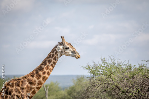 Close up of a Giraffe in the Kruger.