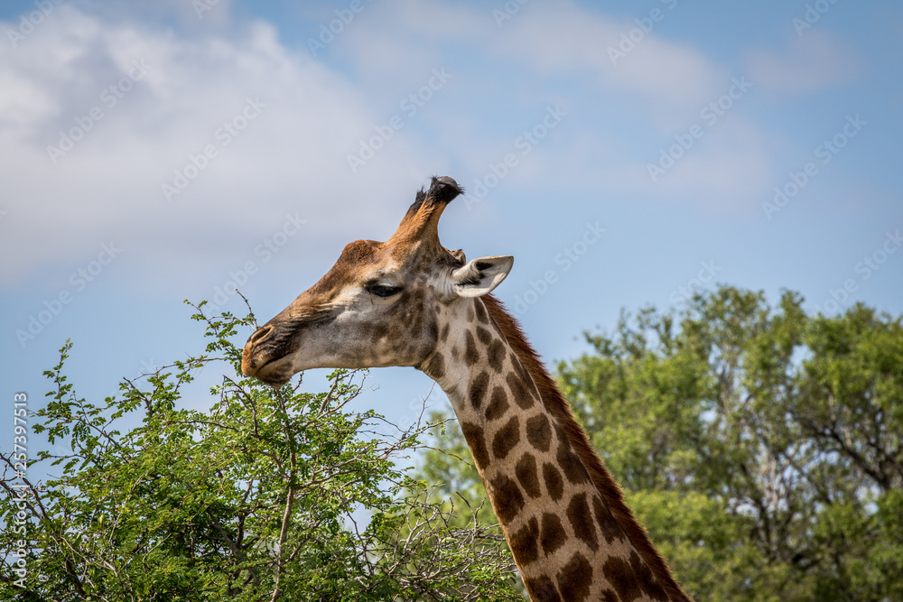 Giraffe standing in the grass in the Kruger. Giraffe standing in the grass in the Kruger.
