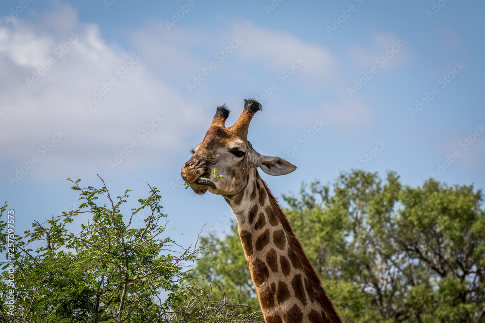 Giraffe standing in the grass in the Kruger. Giraffe standing in the grass in the Kruger.