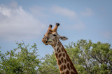 Giraffe standing in the grass in the Kruger.