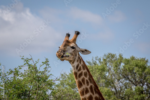 Giraffe standing in the grass in the Kruger.