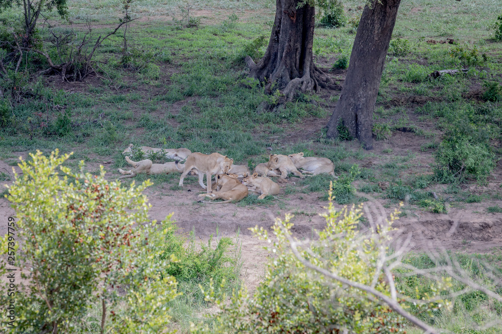 Pride of Lions sleeping under a tree. Pride of Lions sleeping under a tree.