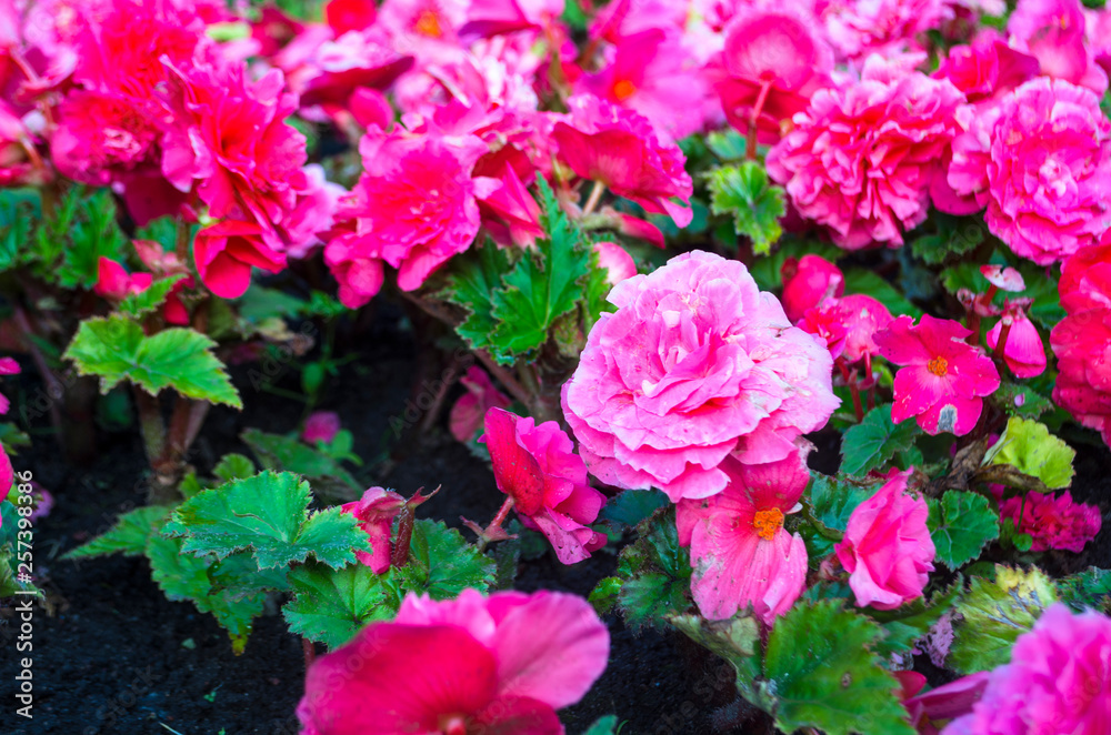 bright pink inflorescences of begonia