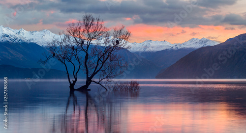Lake Wanaka Tree, South Island, New Zealand