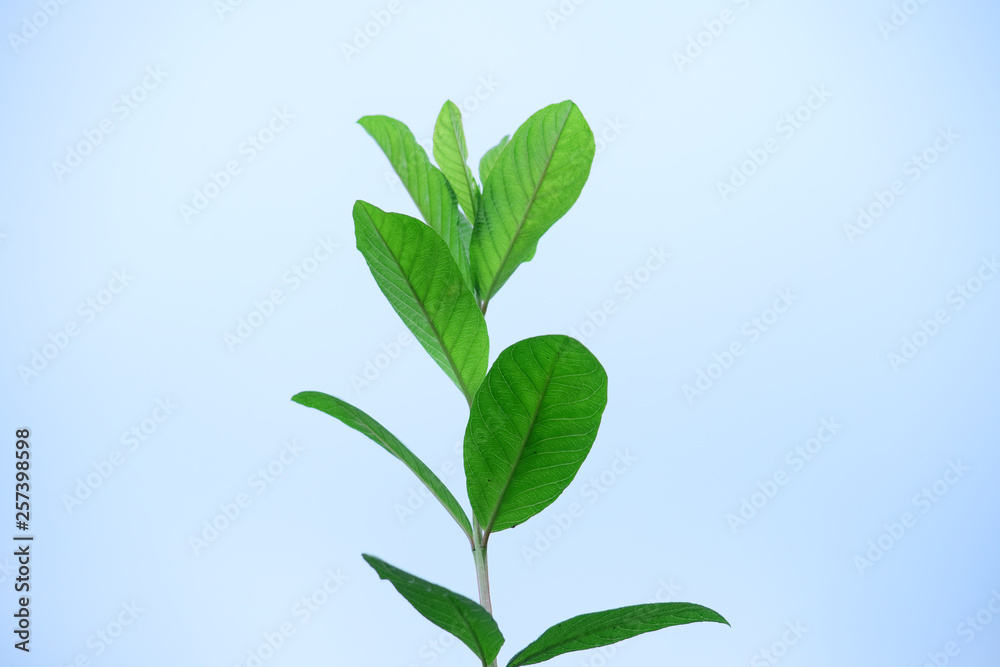 Guava leaves with natural blue sky background Guava leaves with natural blue sky background