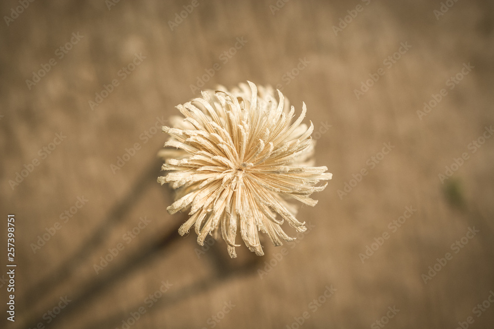 Fototapeta premium Artificial Flower
