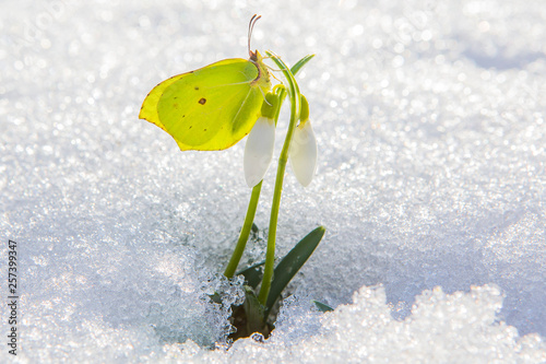 Beautiful yellow butterfly sits on first spring snowdrop flower coming out from real snow.