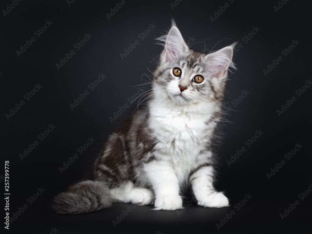 Cute black tabby with white Maine Coon cat kitten, sitting side ways. Looking beside lens with brown eyes. Isolated on a black background. Tail behind body.