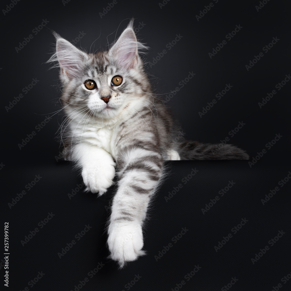 Cute black tabby with white Maine Coon cat kitten, laying down facing front front paws hanging down from edge. Looking at lens with brown eyes. Isolated on a black background.