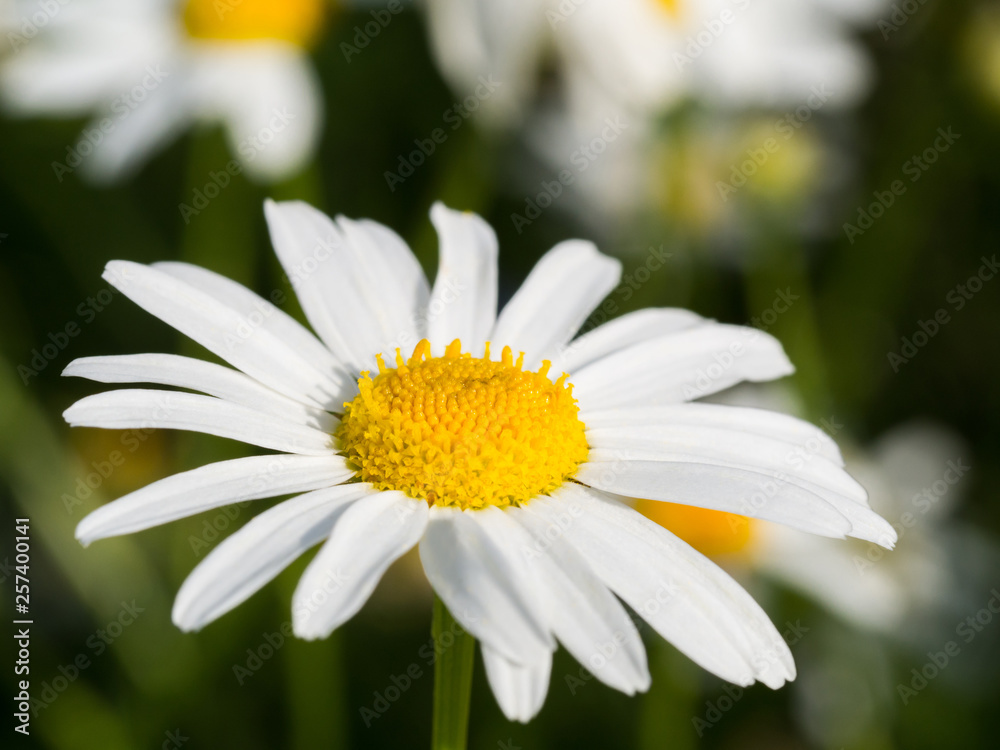 Close up shot of chamomile flower head in sunlight Close up shot of chamomile flower head in sunlight