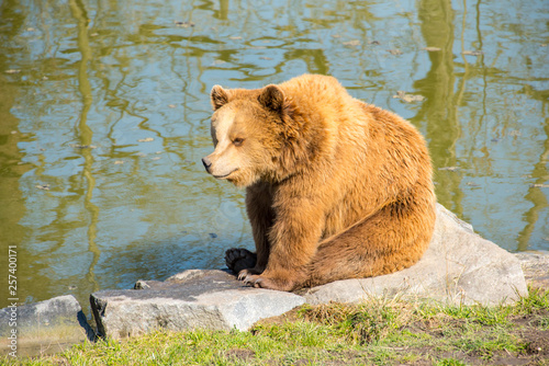 Brown bear © 26max