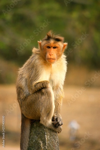 Portrait of an monkey