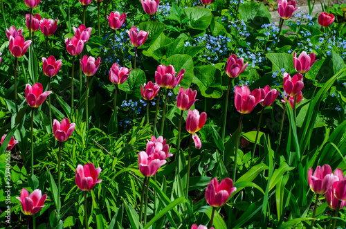 Fototapeta Naklejka Na Ścianę i Meble -  Flowering tulips in the park