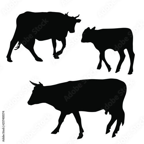 Vector silhouettes of cows  different poses  black color  isolated on white background