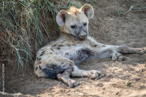 Young Spotted hyena laying in the sand.