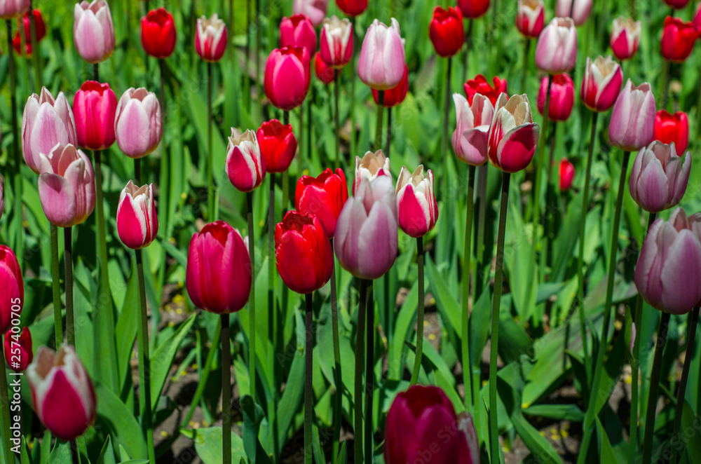 Flowering tulips in the park