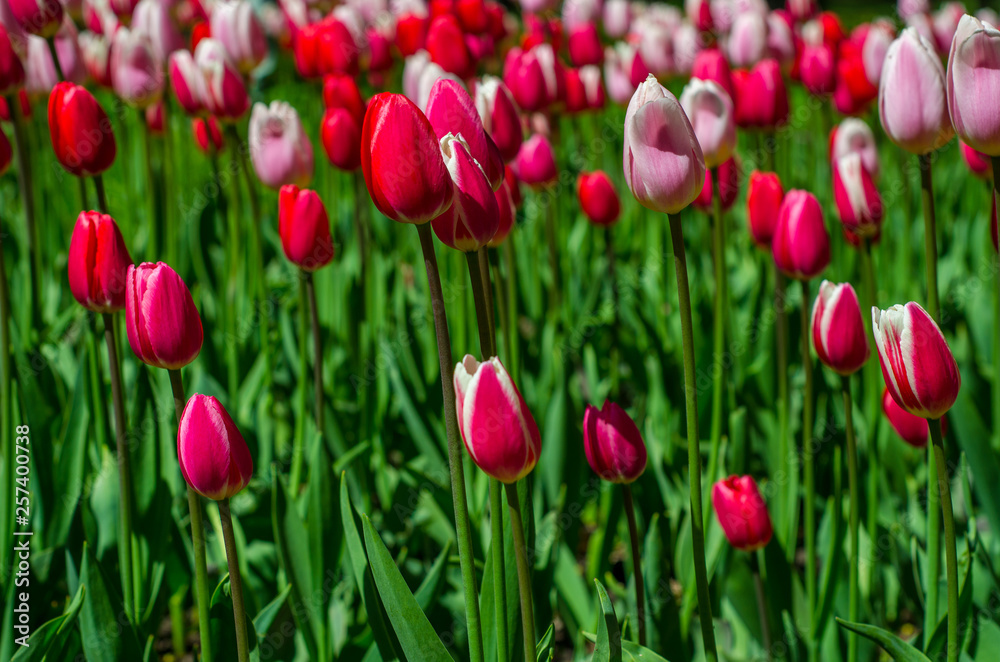 Flowering tulips in the park