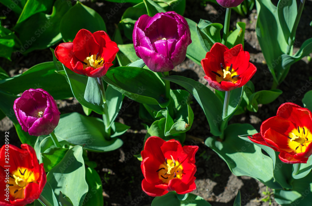 Flowering tulips in the park