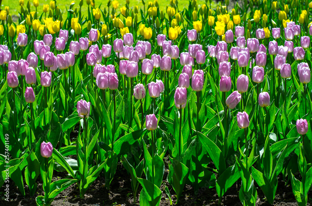 Flowering tulips in the park Flowering tulips in the park