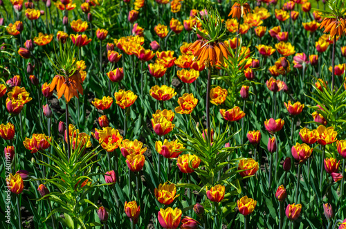 Flowering tulips in the park © Artem