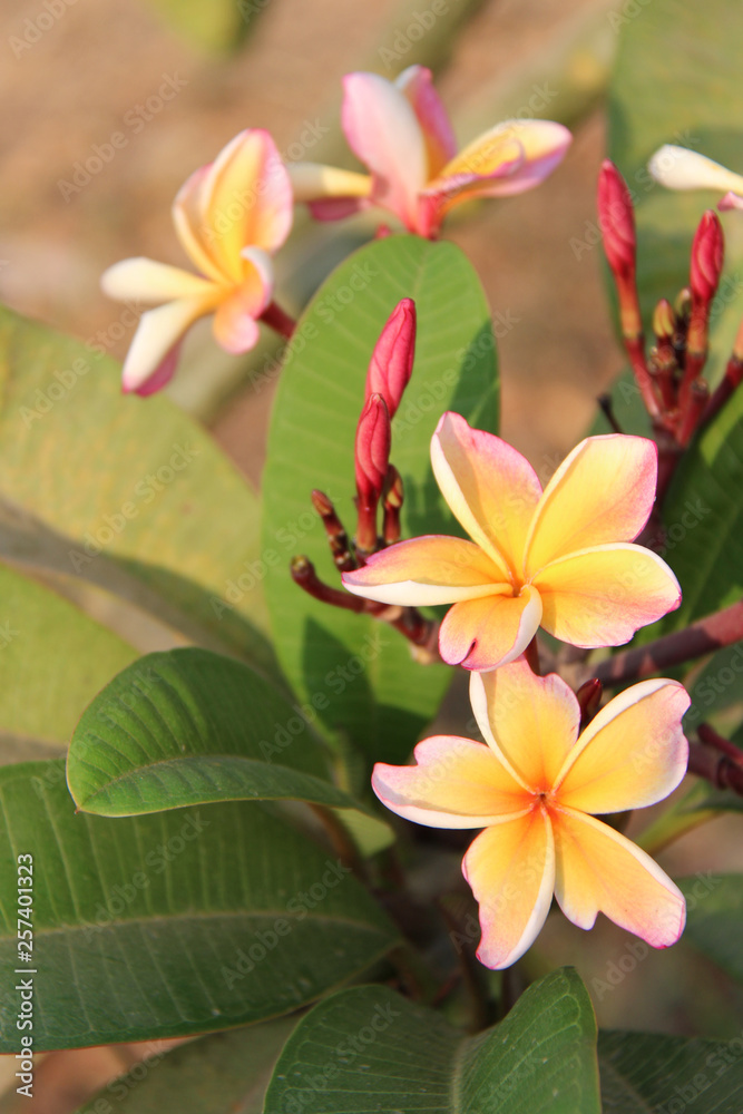 In a park in Thailand