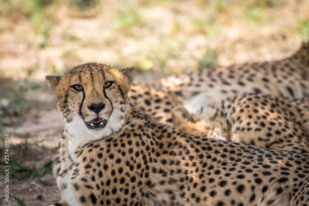 Coalition of Cheetahs laying in the sand. Coalition of Cheetahs laying in the sand.