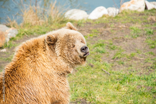 Brown bear © 26max