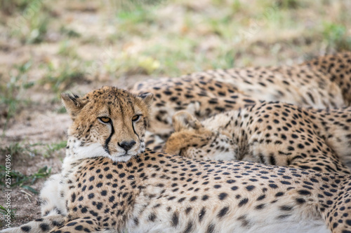 Coalition of Cheetahs laying in the sand.