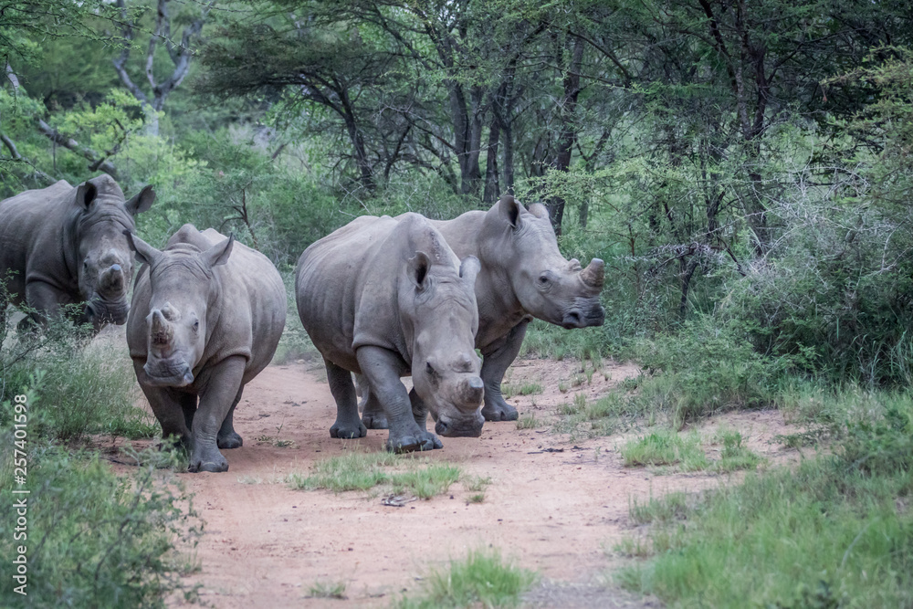 Group of White rhinos standing in the road. Group of White rhinos standing in the road.