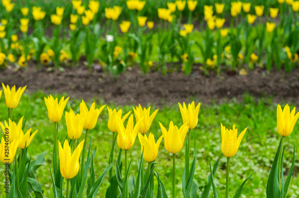 Fototapeta premium Glade of colored tulips for cards
