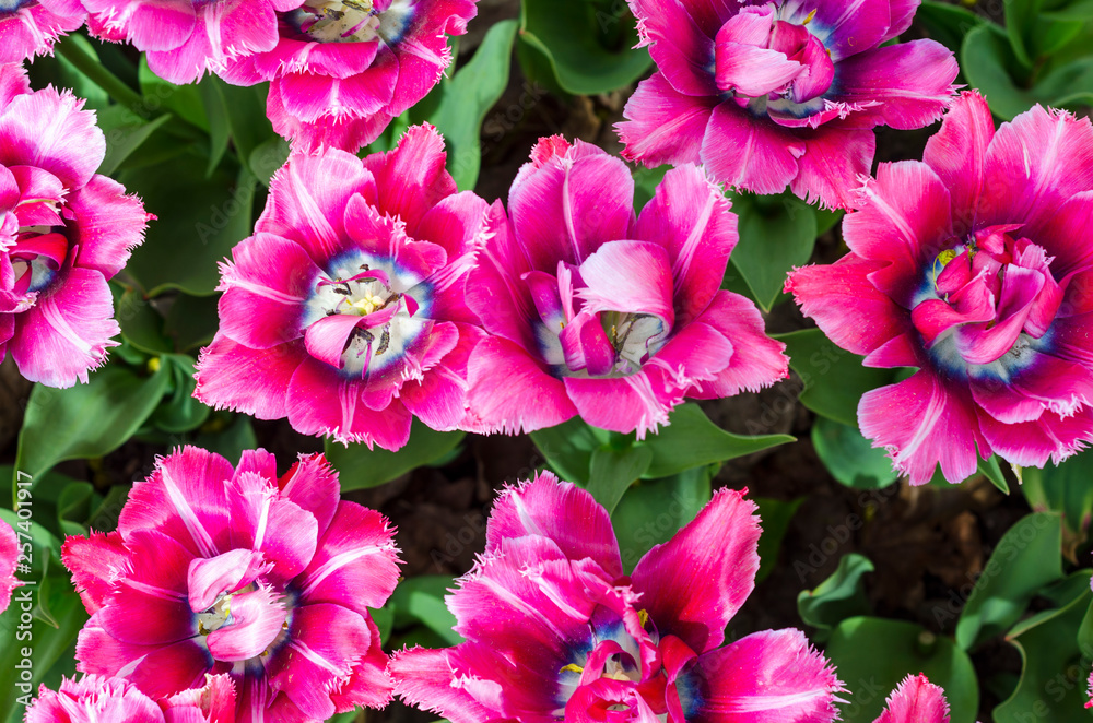 beautiful pink bright flowers for backgrounds or greeting cards