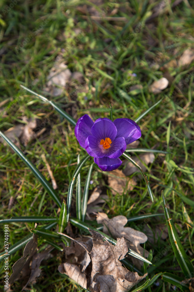 blooming crocus spring blooming crocus spring