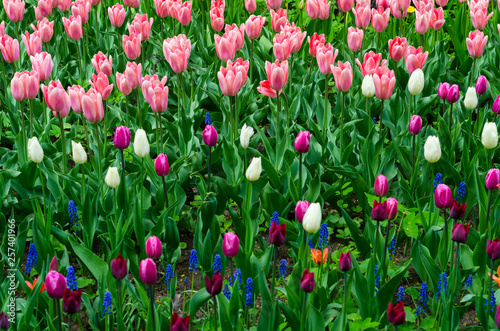 Fototapeta Naklejka Na Ścianę i Meble -  Glade of colored tulips for cards