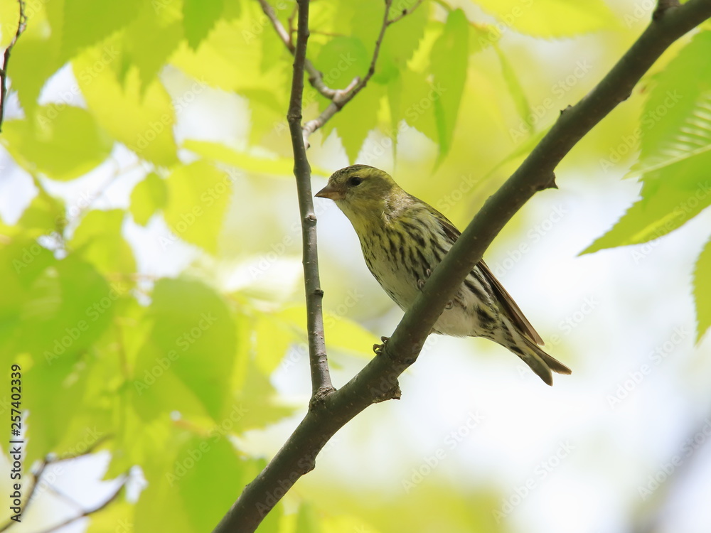 マヒワ(メス) Eurasian siskin マヒワ(メス) Eurasian siskin