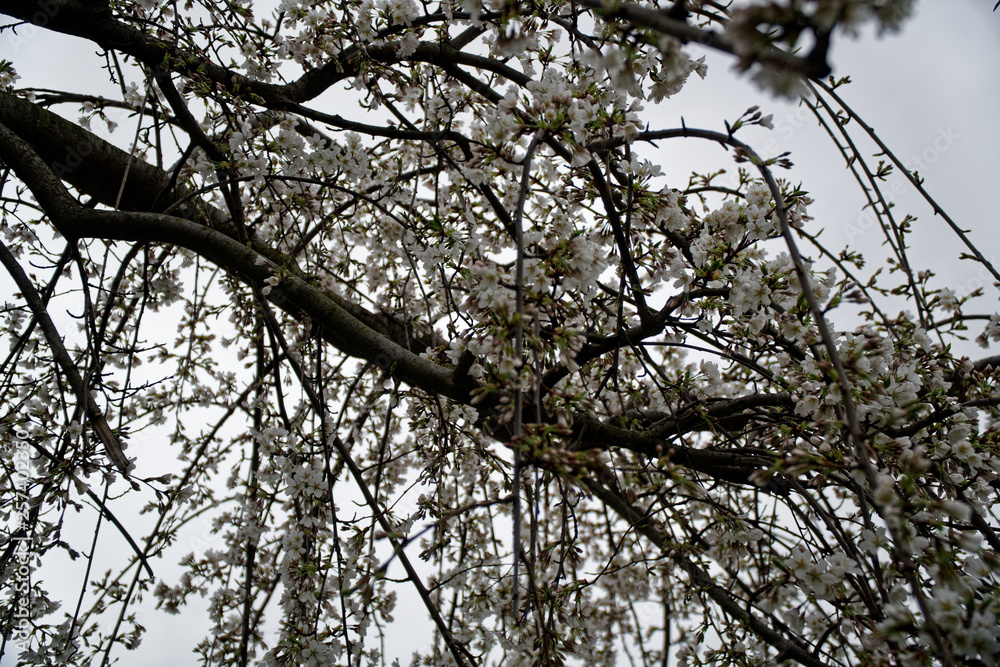 Blooming cherry blossom background in spring season. Blooming cherry blossom background in spring season.