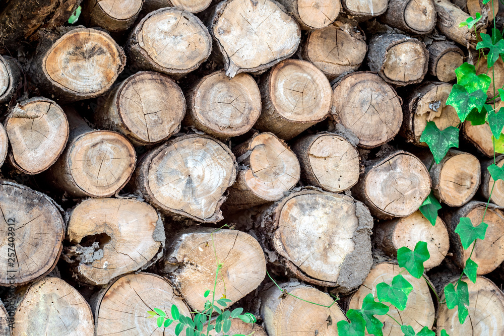 Stack of trees that have been cut for timber