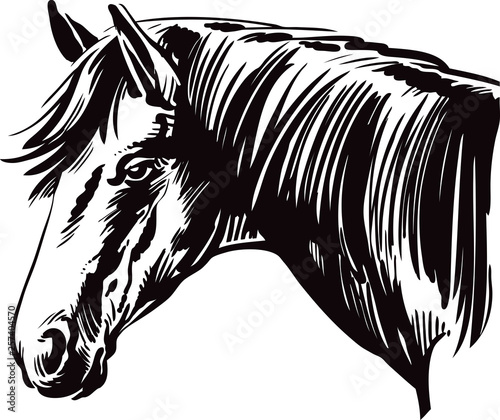 head of a horse