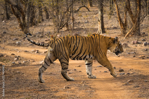 A dominant male tiger also king of the jungle on territory marking on a beautiful morning at Ranthambore National Park  India