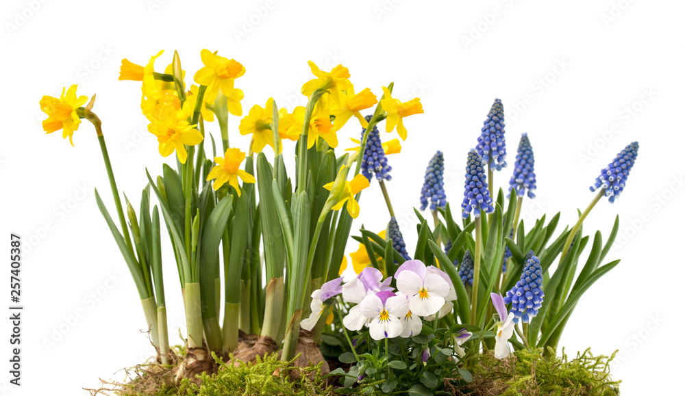 Obraz premium Frühlingsblumen