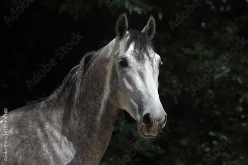 Andalusian horse portrait near the stable at the rest