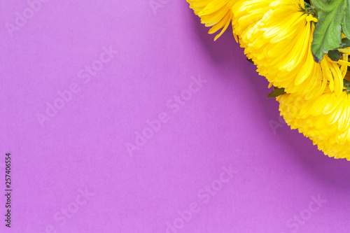Wallpaper Mural Vibrant yellow chrysanthemums on Spring Crocus Purple background. Flat lay. Copy space. Horizontal. Mockup with copy space for greeting card, social media, flower delivery, Mother's day, Women's Day. Torontodigital.ca
