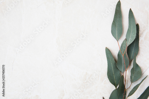 Eucalyptus Leaves with Copy Space photo